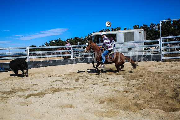 GoulburnCampdraft2017_7466