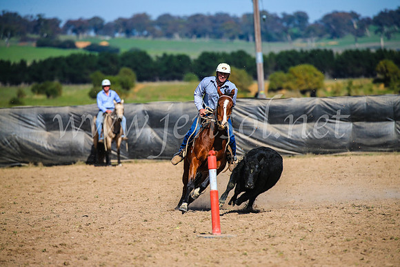 GoulburnCampdraft2017_6103