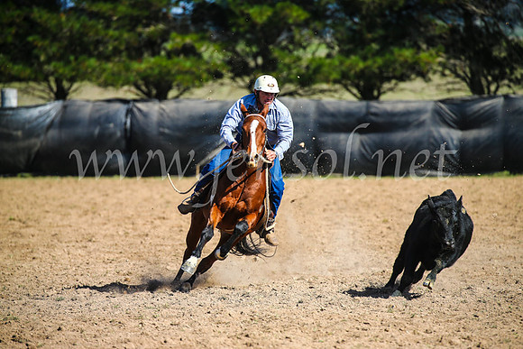 GoulburnCampdraft2017_6092
