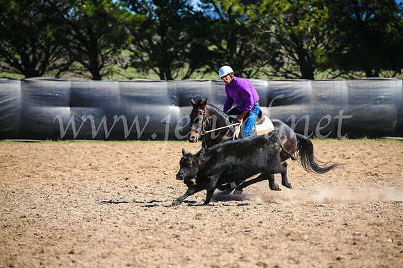 GoulburnCampdraft2017_6226