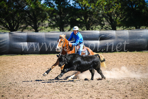 GoulburnCampdraft2017_6178