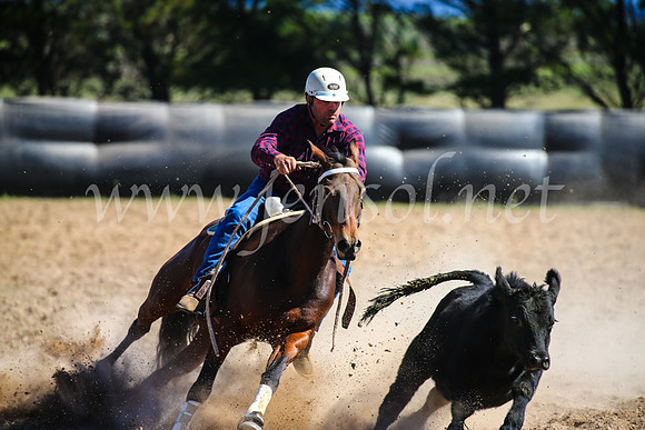 GoulburnCampdraft2017_6329