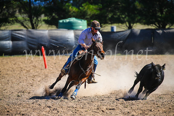 GoulburnCampdraft2017_6356