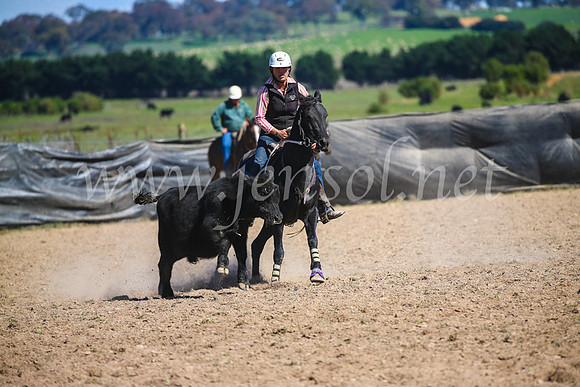 GoulburnCampdraft2017_6170