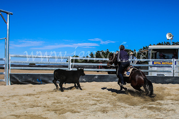 GoulburnCampdraft2017_7438