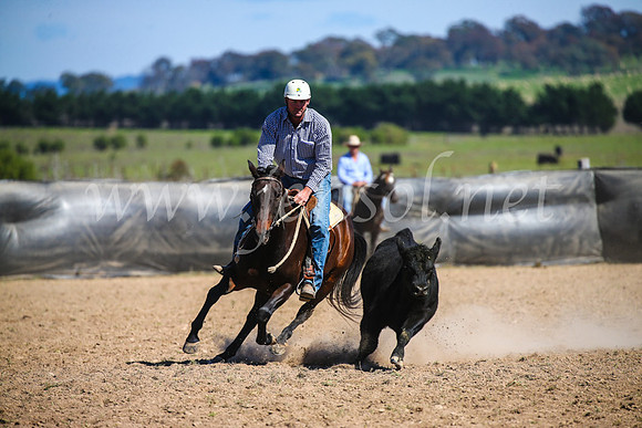GoulburnCampdraft2017_6273