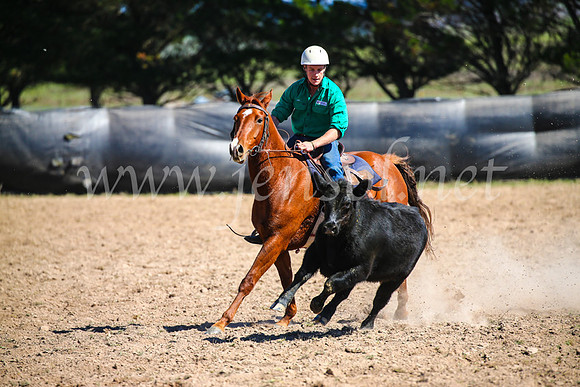 GoulburnCampdraft2017_6129