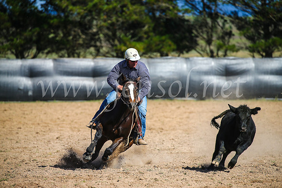 GoulburnCampdraft2017_6085