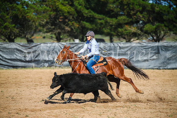 GoulburnCampdraft2017_6004