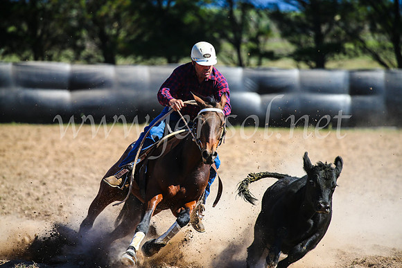 GoulburnCampdraft2017_6326