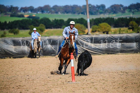 GoulburnCampdraft2017_6107