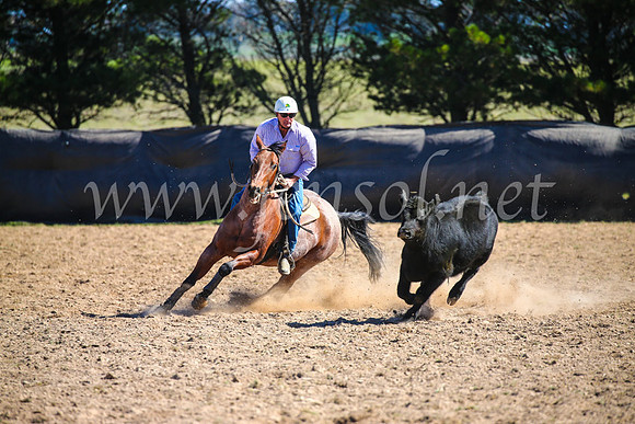 GoulburnCampdraft2017_6174