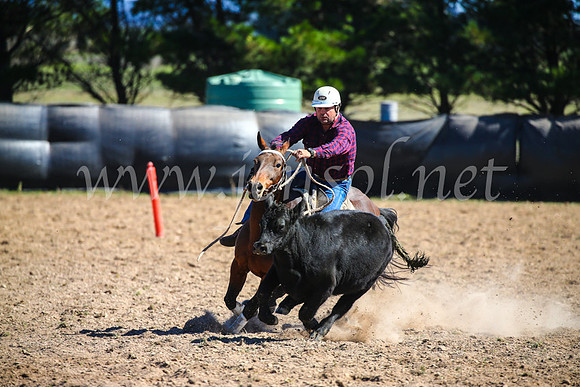 GoulburnCampdraft2017_6314
