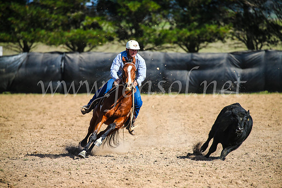 GoulburnCampdraft2017_6093