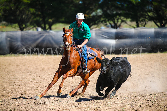 GoulburnCampdraft2017_6135
