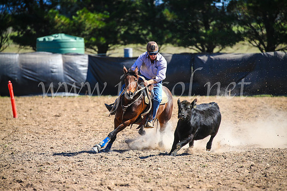 GoulburnCampdraft2017_6358