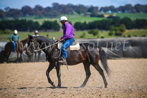 GoulburnCampdraft2017_6248