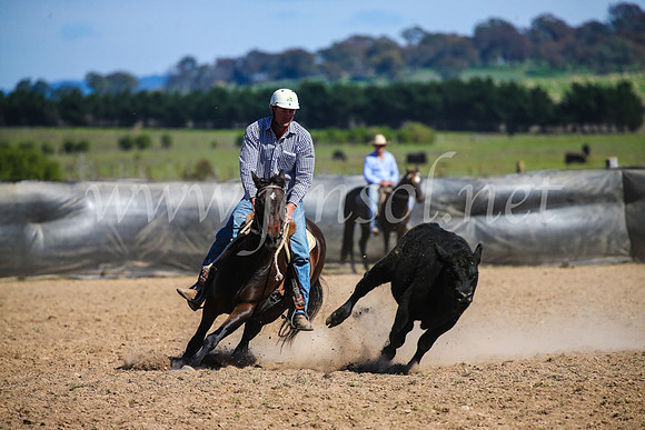 GoulburnCampdraft2017_6269
