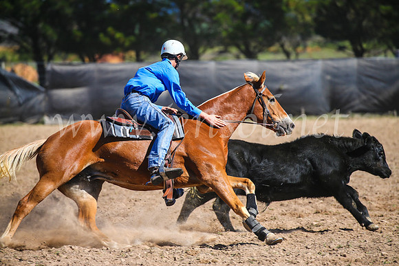 GoulburnCampdraft2017_6214