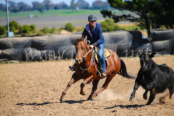 GoulburnCampdraft2017_6444