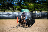 GoulburnCampdraft2017_6075