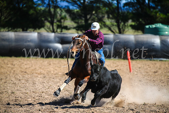 GoulburnCampdraft2017_6333