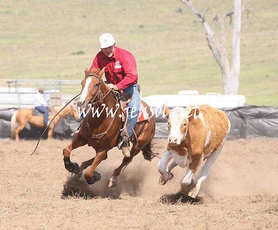 CabanandraCampdraft2013_1D_1109