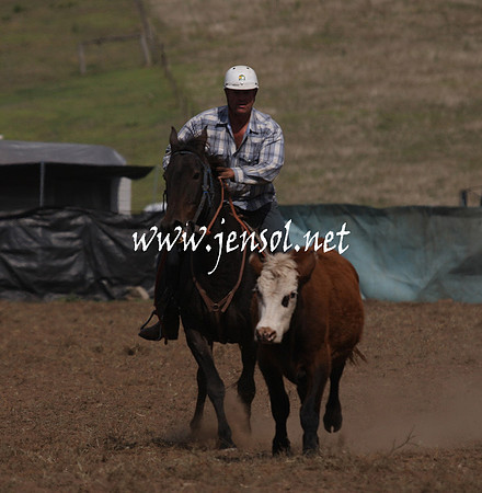 CabanandraCampdraft2013_1D_1091