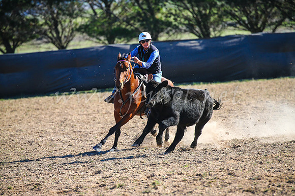 GoulburnCampdraft2017_4239