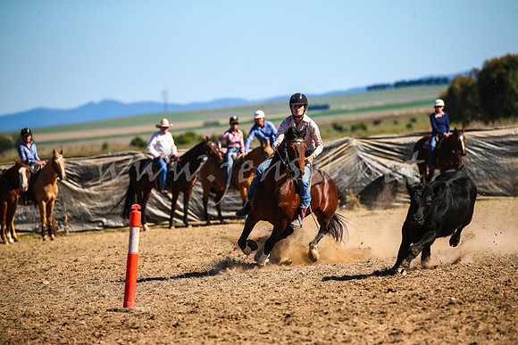 GoulburnCampdraft2017_4132