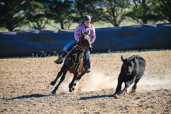 GoulburnCampdraft2017_4235