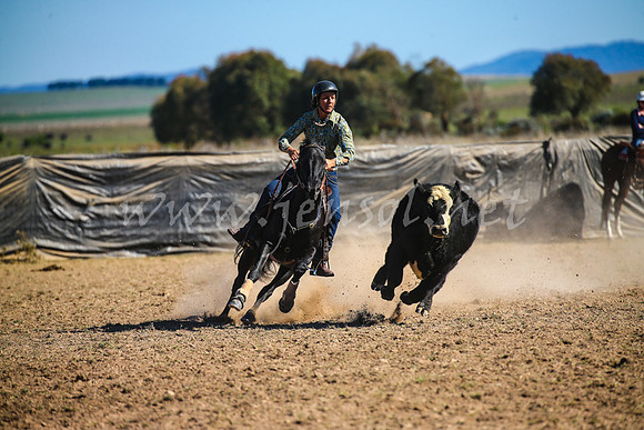 GoulburnCampdraft2017_4208