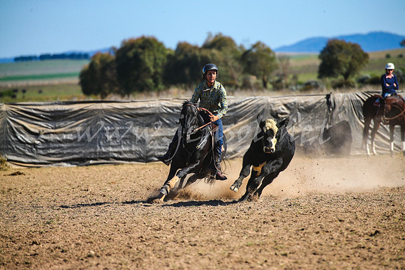 GoulburnCampdraft2017_4201