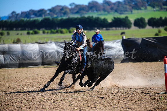 GoulburnCampdraft2017_4169
