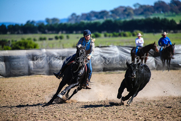 GoulburnCampdraft2017_4181