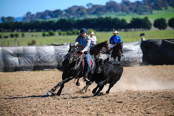 GoulburnCampdraft2017_4166