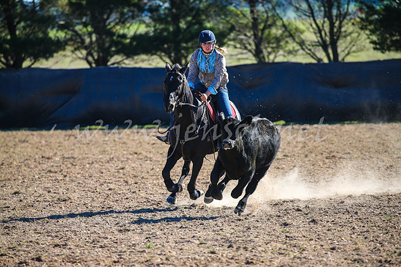 GoulburnCampdraft2017_4155