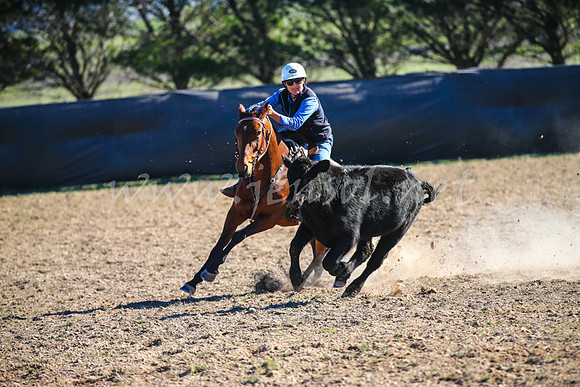GoulburnCampdraft2017_4238