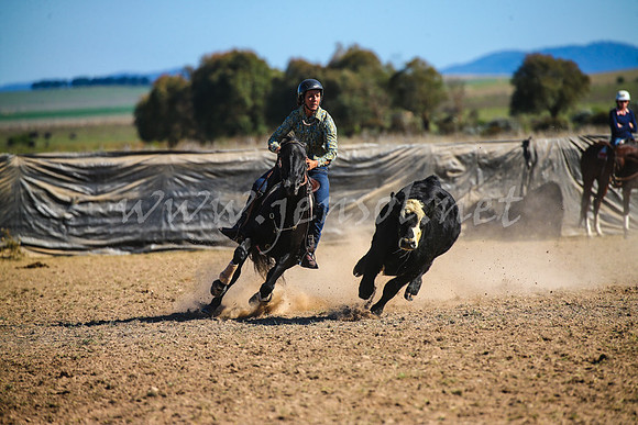 GoulburnCampdraft2017_4207