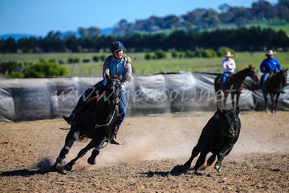 GoulburnCampdraft2017_4185