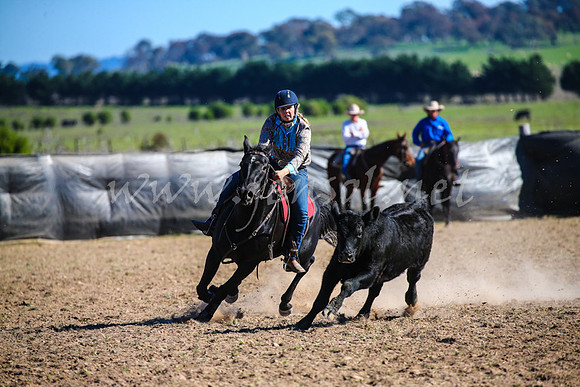 GoulburnCampdraft2017_4167