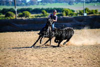GoulburnCampdraft2017_4141