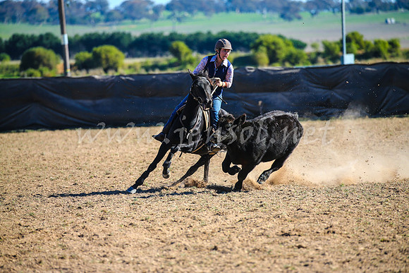 GoulburnCampdraft2017_4141