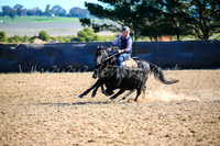 GoulburnCampdraft2017_4146