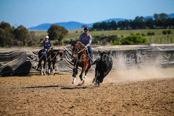 GoulburnCampdraft2017_4233