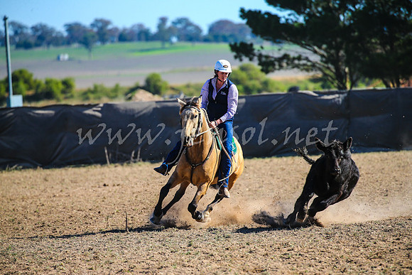 GoulburnCampdraft2017_4111