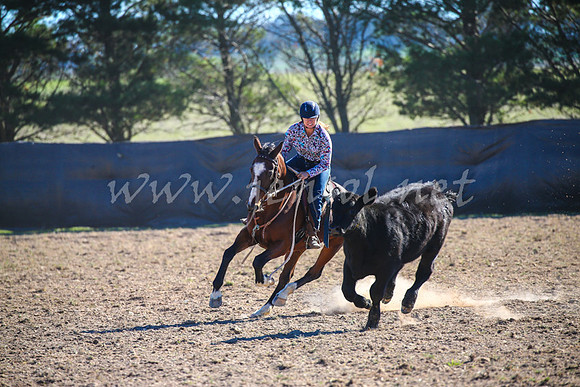GoulburnCampdraft2017_4226