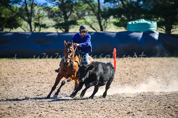 GoulburnCampdraft2017_4100