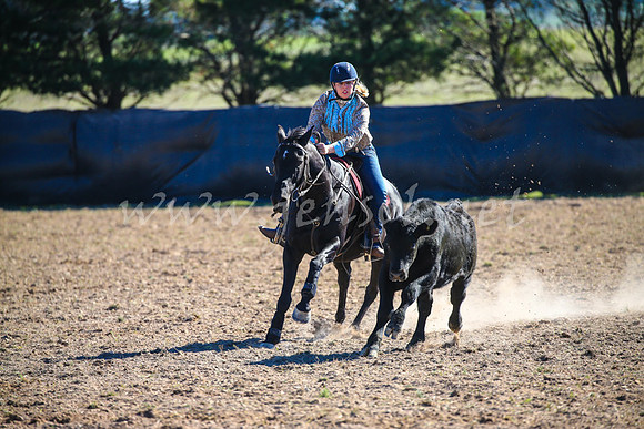 GoulburnCampdraft2017_4160