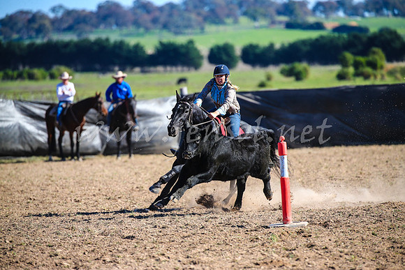 GoulburnCampdraft2017_4172